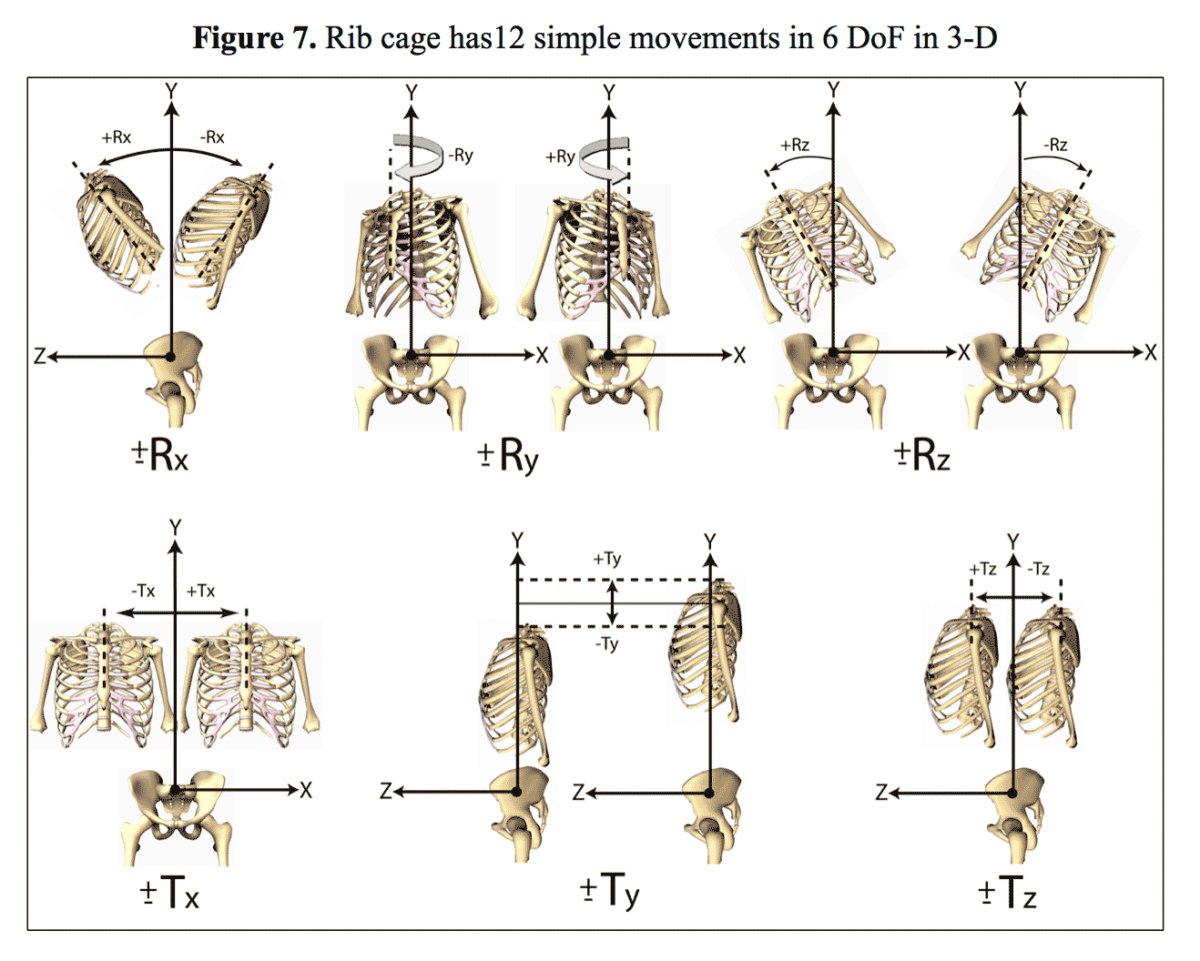 Clinical Biomechanics of Posture — Chapter 1: Evidence for CBP ...